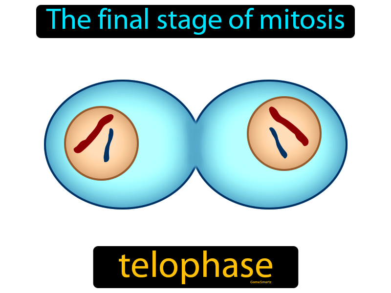 Telophase Definition