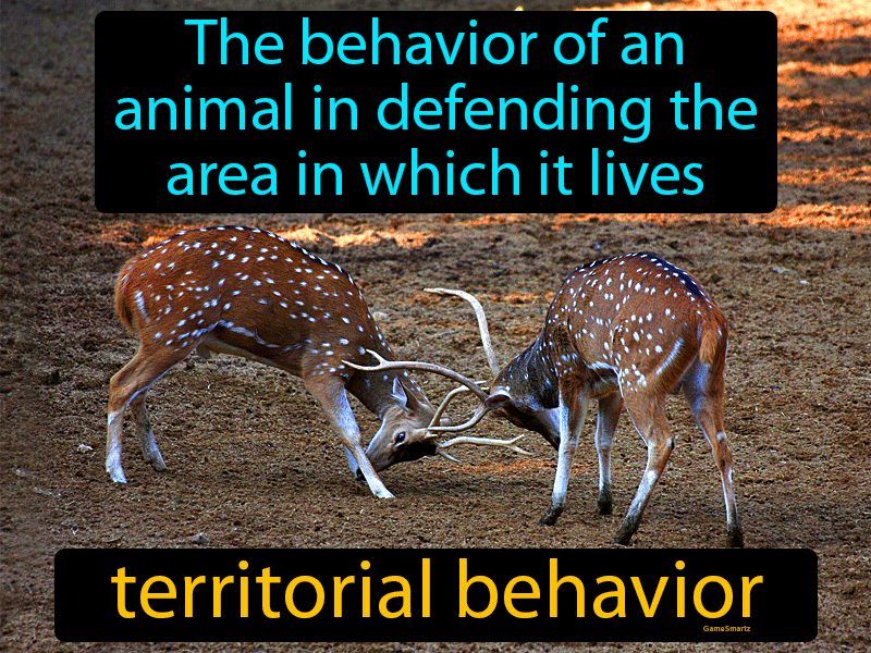 Territorial Behavior Definition