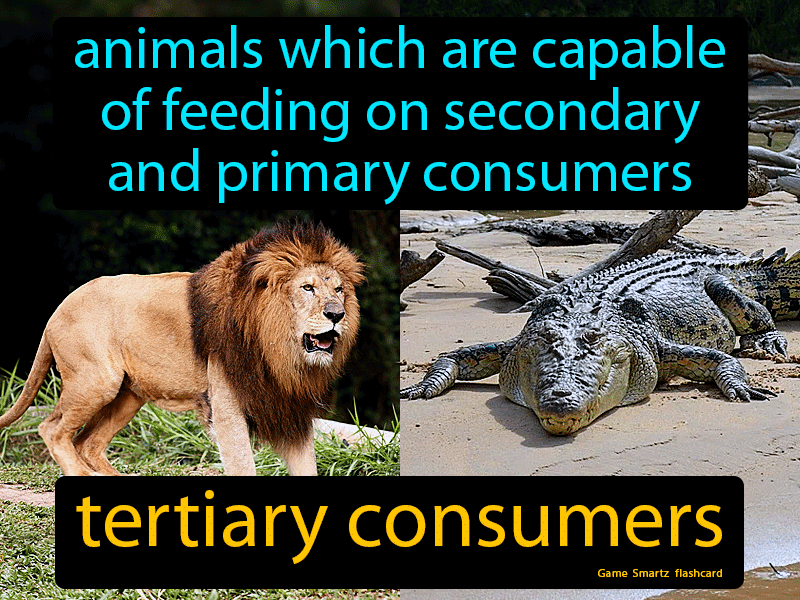 Tertiary Consumers Definition