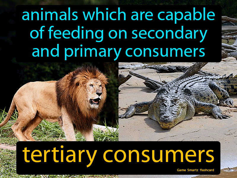 Tertiary Consumers Definition & Image | GameSmartz