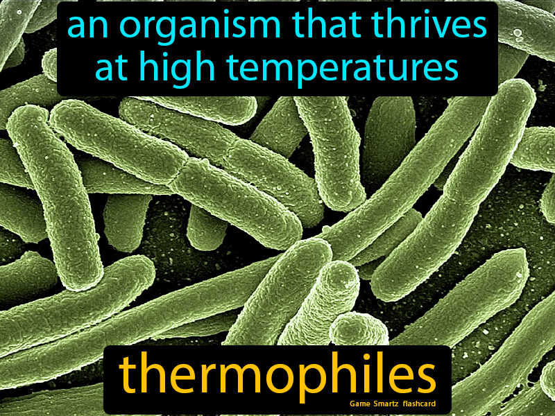 Thermophiles Definition