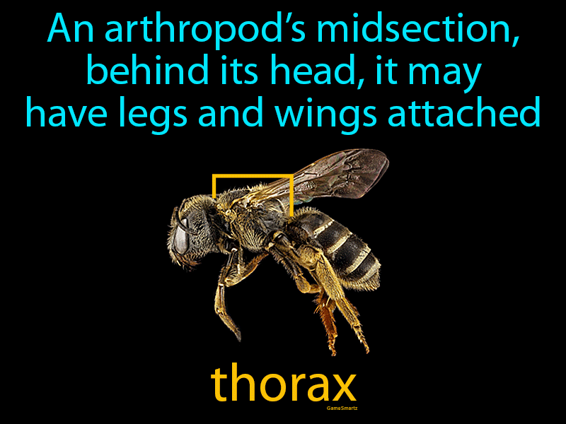 Thorax Definition