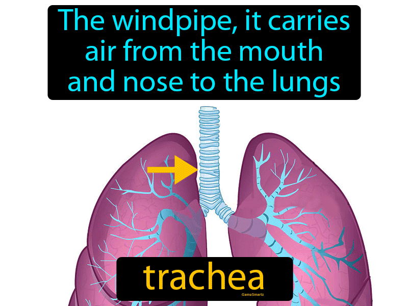 Trachea Definition