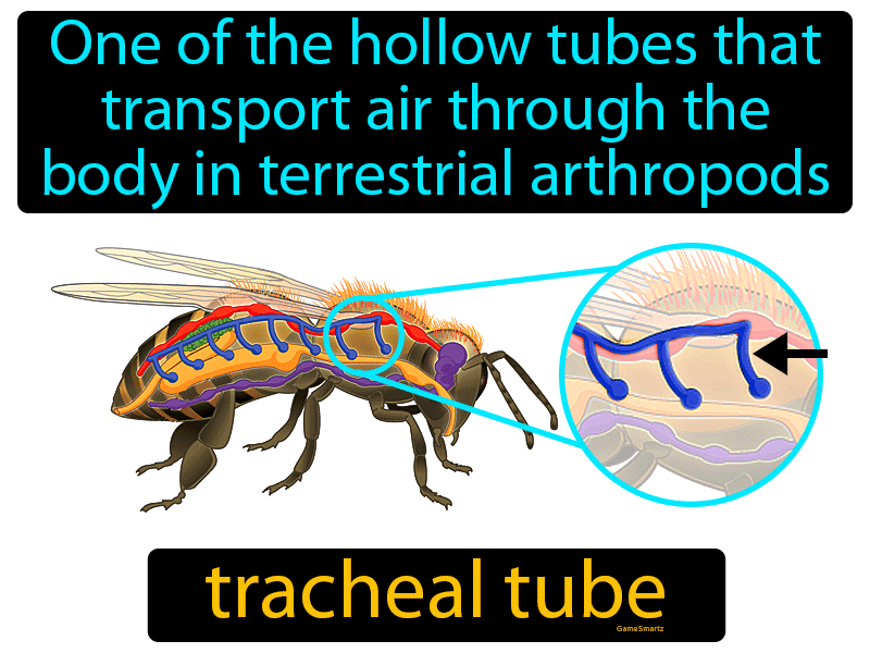 Tracheal Tube Definition