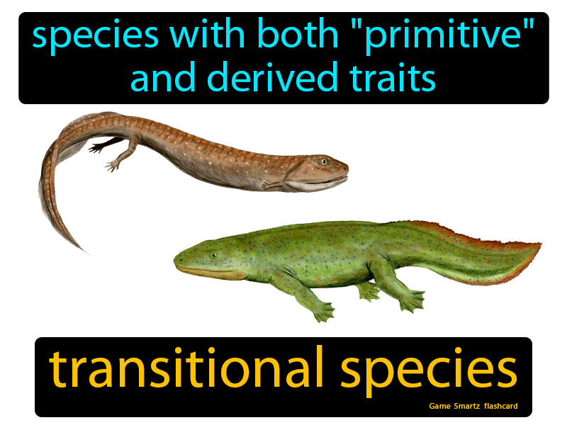 Transitional Species Definition