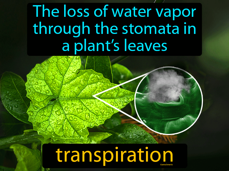 Transpiration Definition
