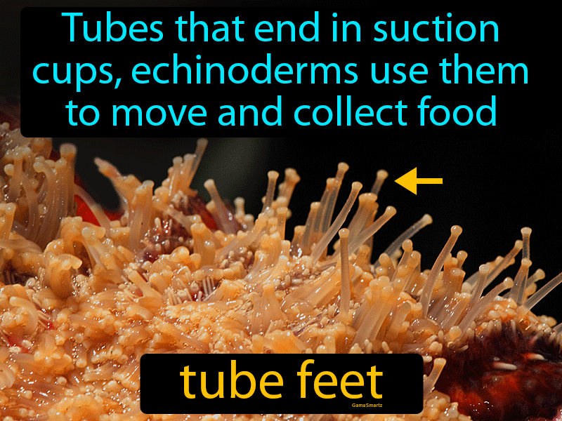 Tube Feet Definition