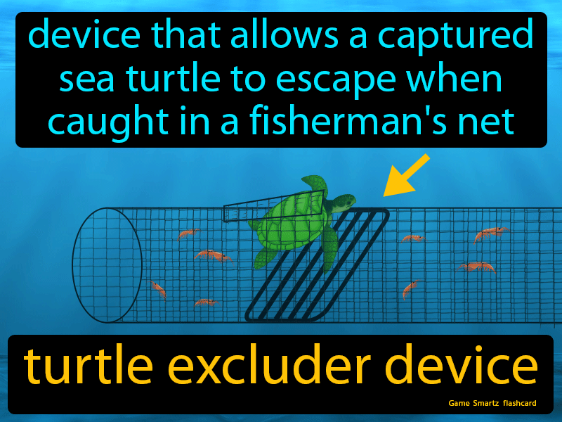 Turtle Excluder Device Definition