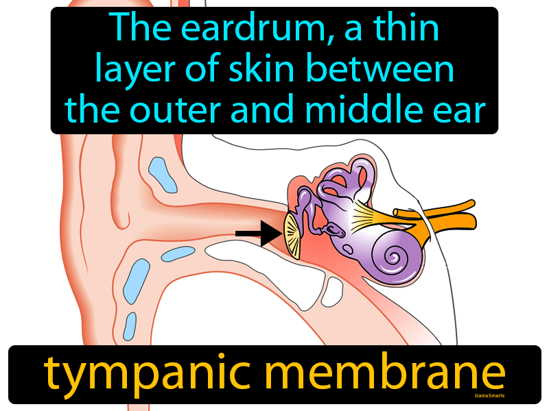 Tympanic Membrane Definition