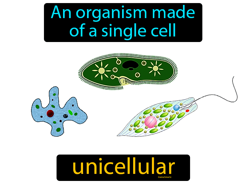Unicellular Definition