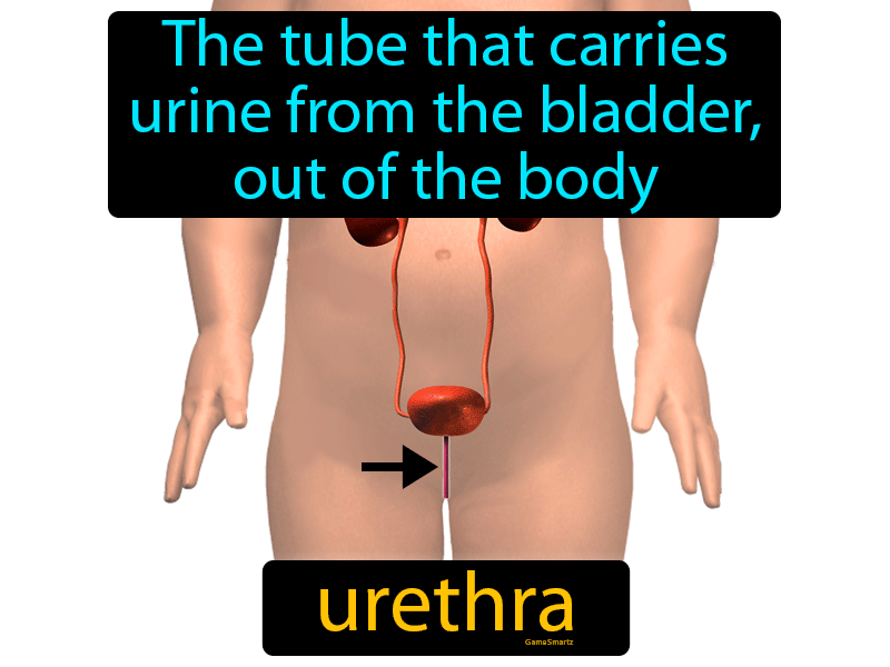 Urethra Definition