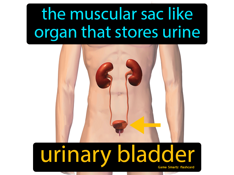 Urinary Bladder Definition