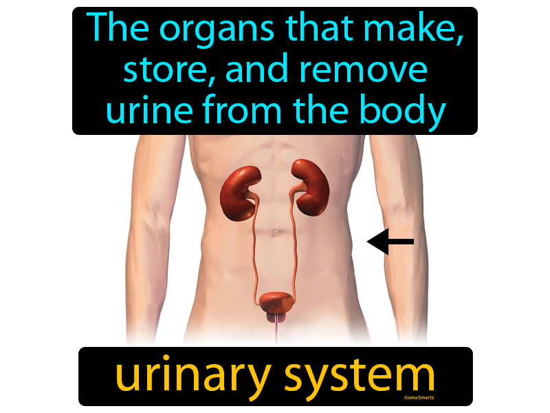 Urinary System Definition