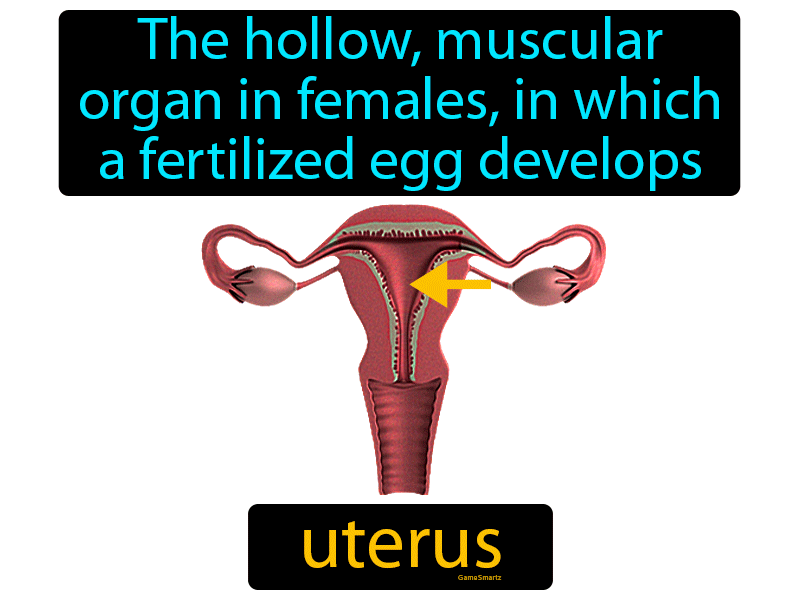 Uterus Definition
