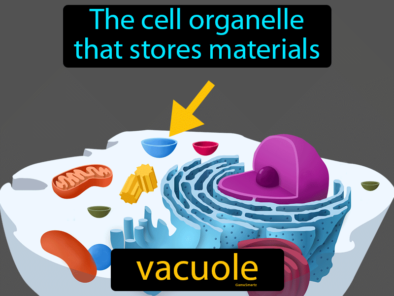 Vacuole Definition