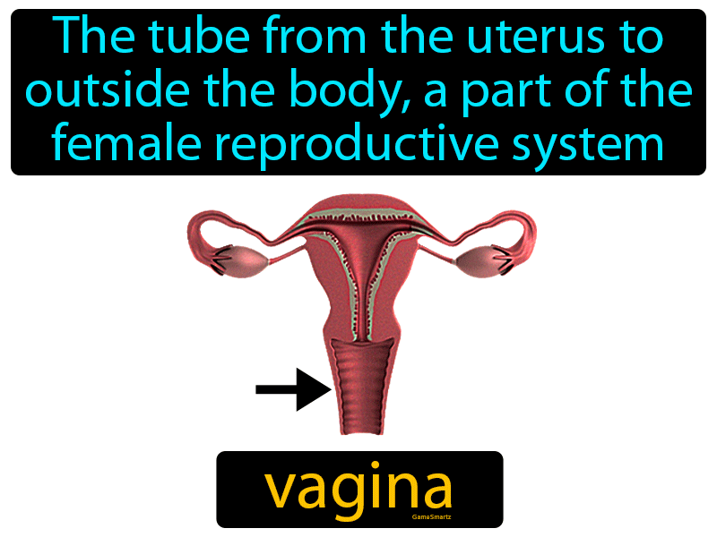 Vagina Definition
