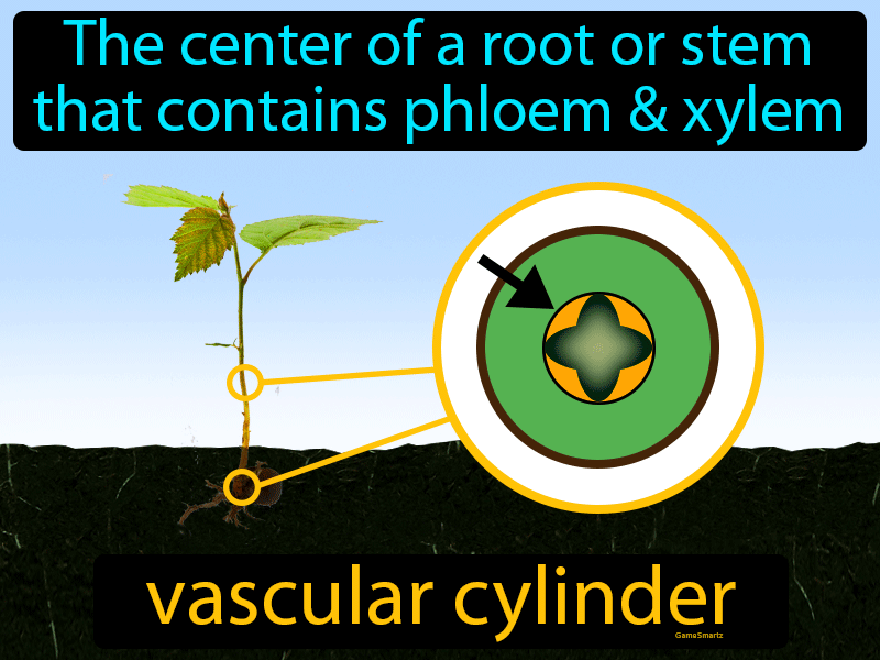 Vascular Cylinder Definition