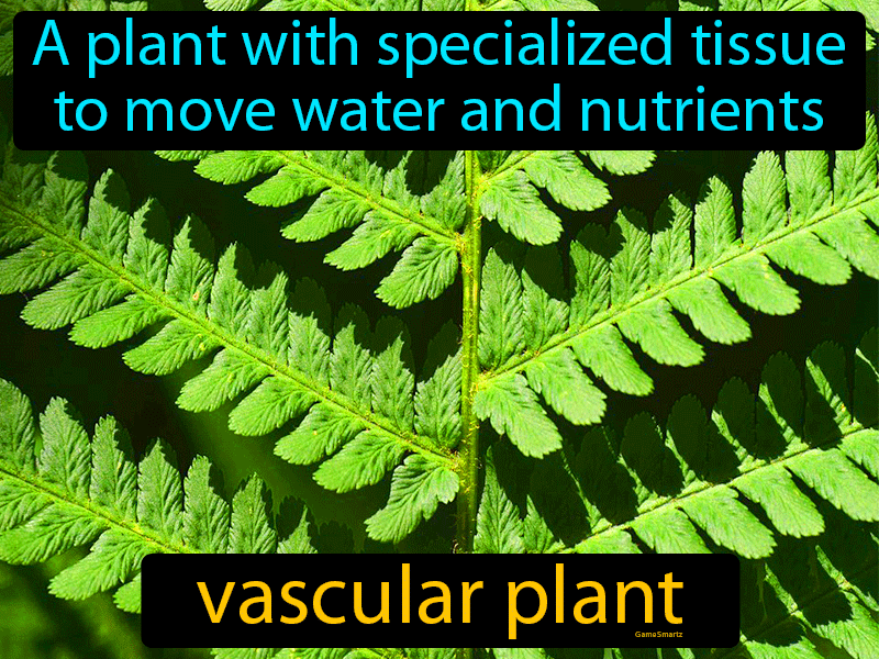 Vascular Plant Definition
