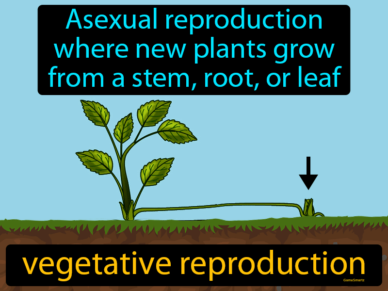 Vegetative Reproduction Definition