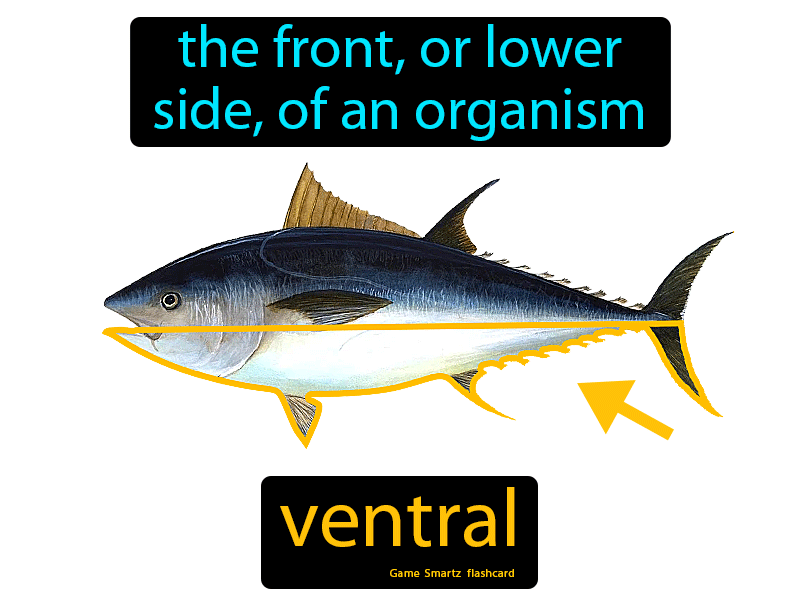 Ventral Definition