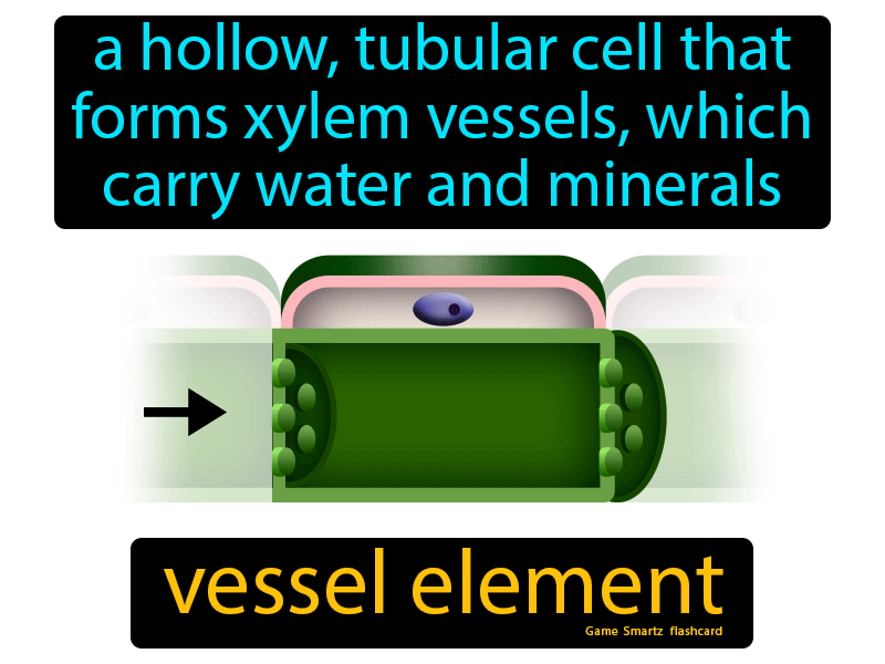 Vessel Element Definition