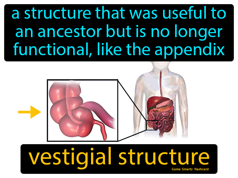 Vestigial Structure Definition