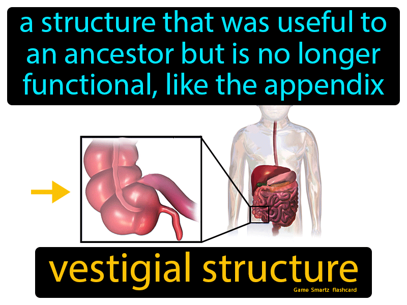 vestigial-structure-definition-image-gamesmartz