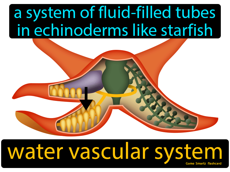 Water Vascular System Definition
