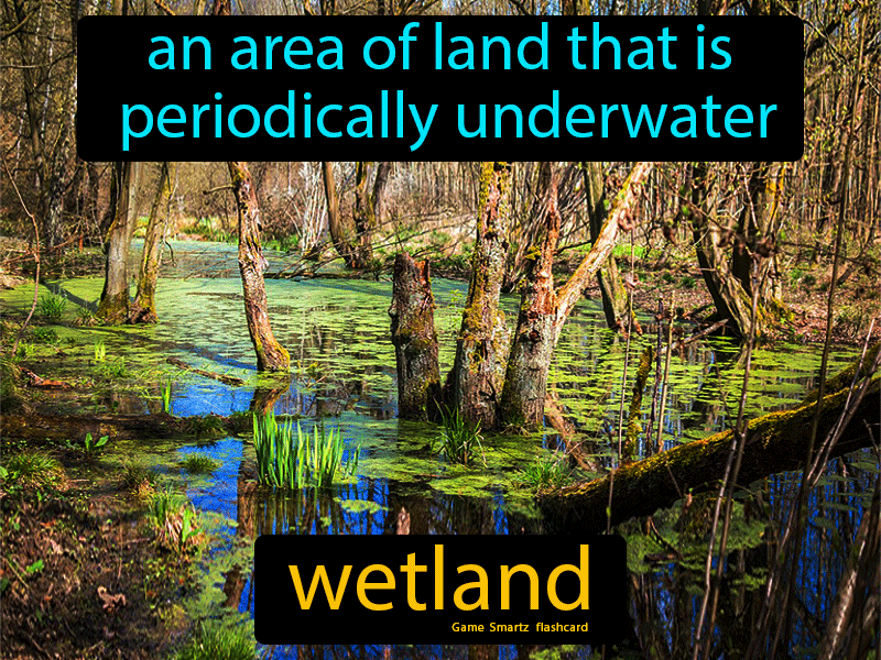 Wetland Definition