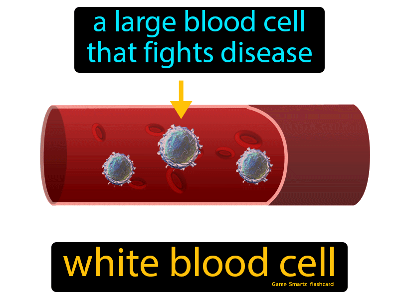 White Blood Cell Definition