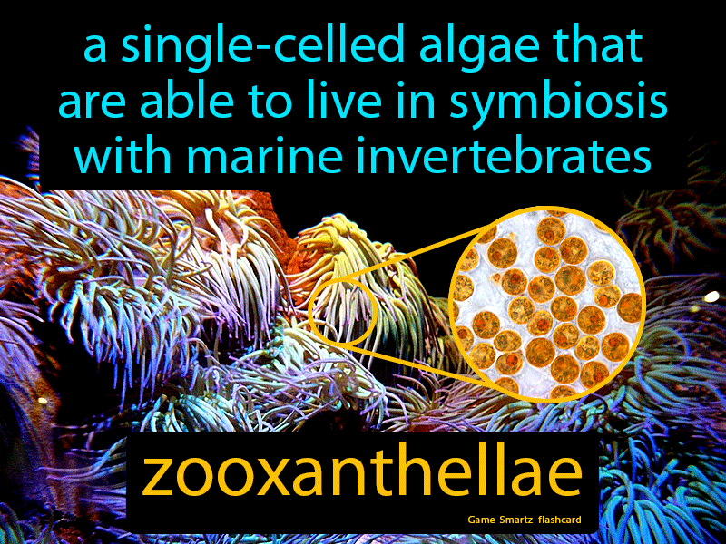 Zooxanthellae Definition