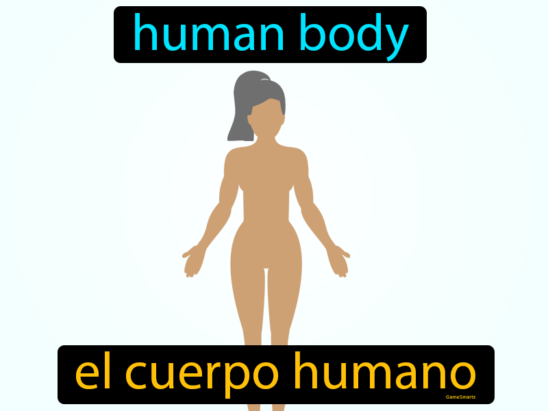 El Cuerpo Humano Definition